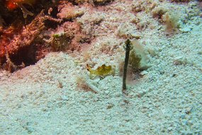 Cozumel 2016-66