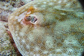 Cozumel 2016-69
