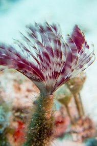 Cozumel 2016-74
