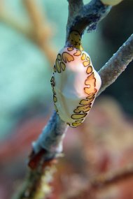 Cozumel 2016-82