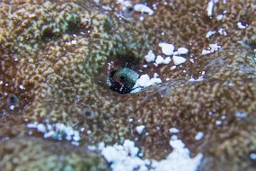 Cozumel 2016-84