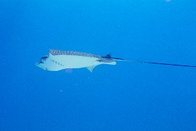 Cozumel 2016-90