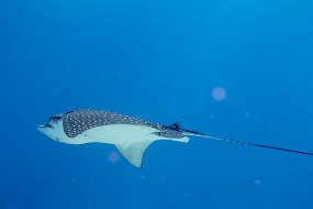 Cozumel 2016-92