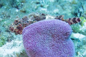 Cozumel 2016-97