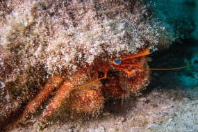 Cozumel 2021-115