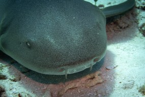 Cozumel 2021-12