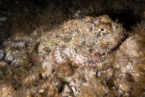 Cozumel 2021-128