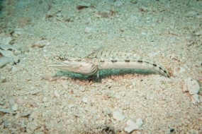 Cozumel 2021-140