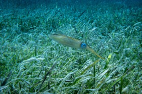 Cozumel 2021-153