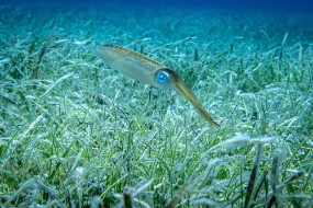 Cozumel 2021-155