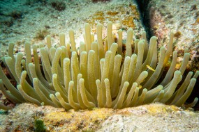 Cozumel 2021-167