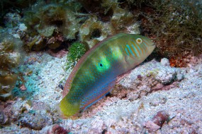 Cozumel 2021-175