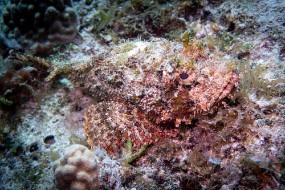 Cozumel 2021-182