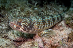 Cozumel 2021-191