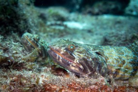 Cozumel 2021-196