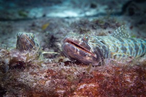Cozumel 2021-197