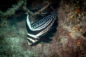 Cozumel 2021-200