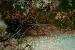 Cozumel 2021-37