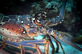 Cozumel 2021-5