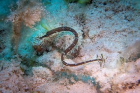 Cozumel 2021-51