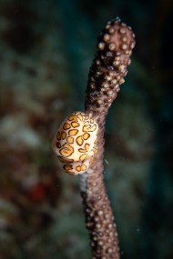 Cozumel 2021-52