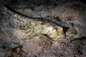 Cozumel 2021-65
