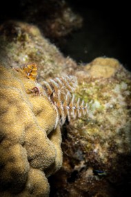 Cozumel 2021-69