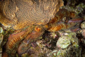 Cozumel 2021-72