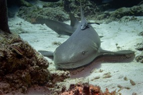 Cozumel 2021-8-1