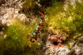 Cozumel 2021-90