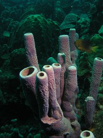 curacao001