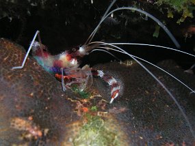 curacao003