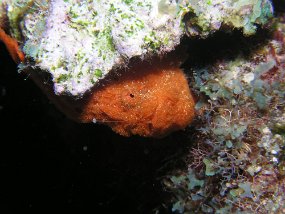 curacao006
