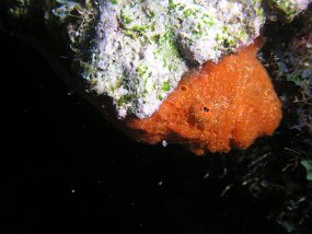 curacao008