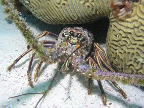 curacao014