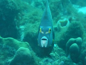 curacao019