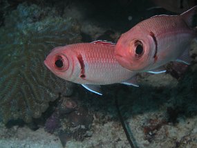 curacao021