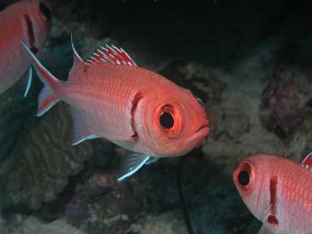 curacao022