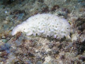 curacao024