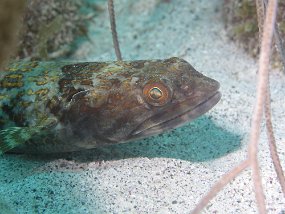 curacao025