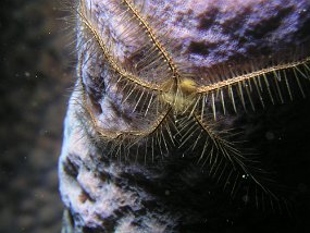 curacao026