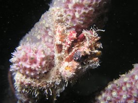 curacao030