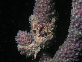 curacao031