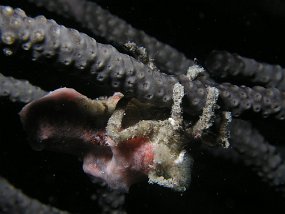 curacao033