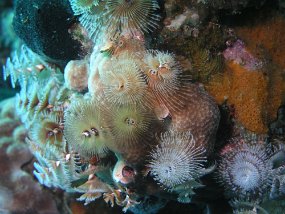 curacao038