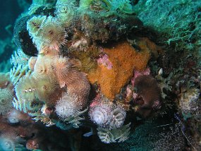curacao039