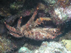 curacao041