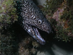 curacao046