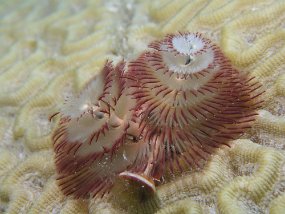 curacao048