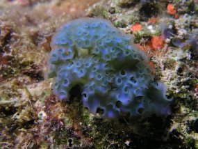 curacao053